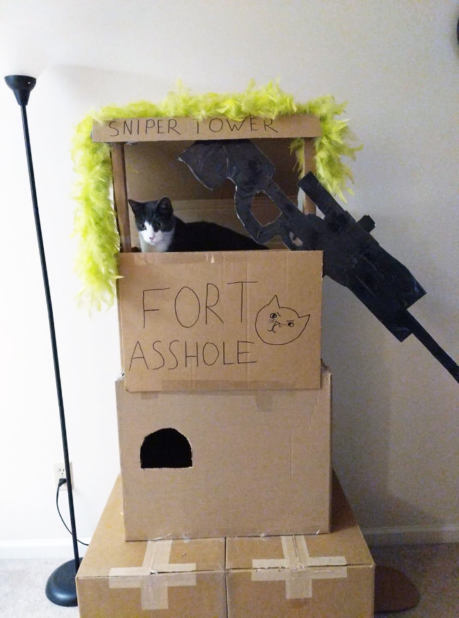 Is your cat a little asshole? Maybe build a fort for him!