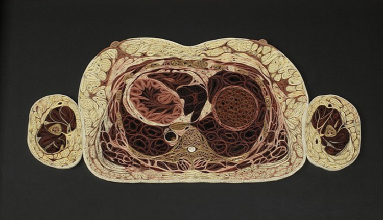 Intricate paper cross sections of human bodies by Lisa Nilsson