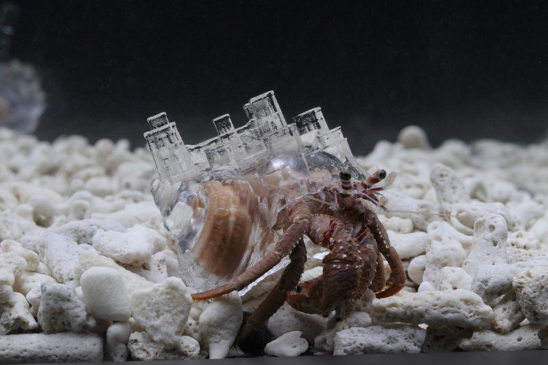 Amazing Human-Crustacean Architectural Collaborations