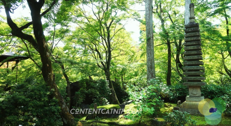 Ryoan-Ji zen garden in Arashiyama, Kyoto. Content Catnip 2018 www.contentcatnip.com