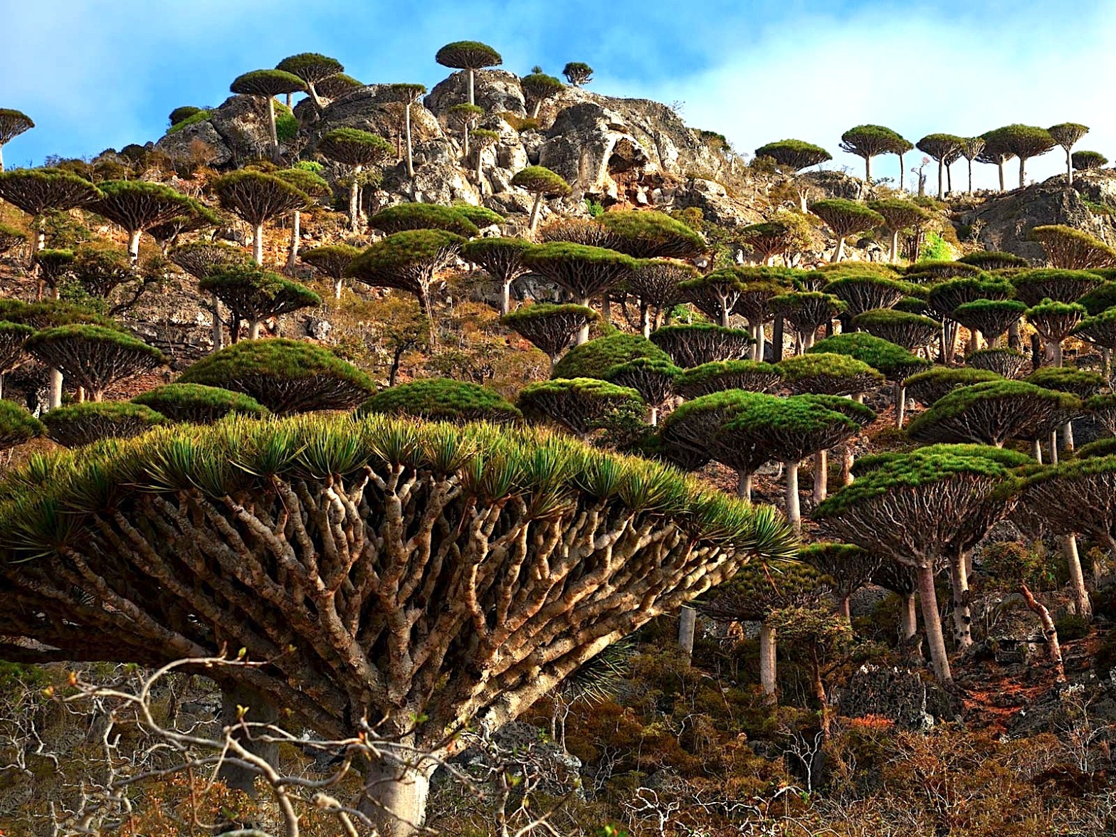 Welcome to a strange and forgotten alien world: Socotra
