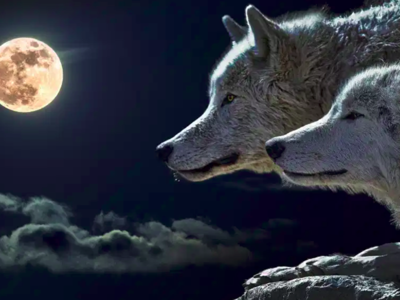 Ancient word of the day - Dam wolf moon