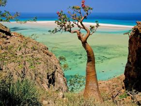Welcome to a strange and forgotten alien world: Socotra