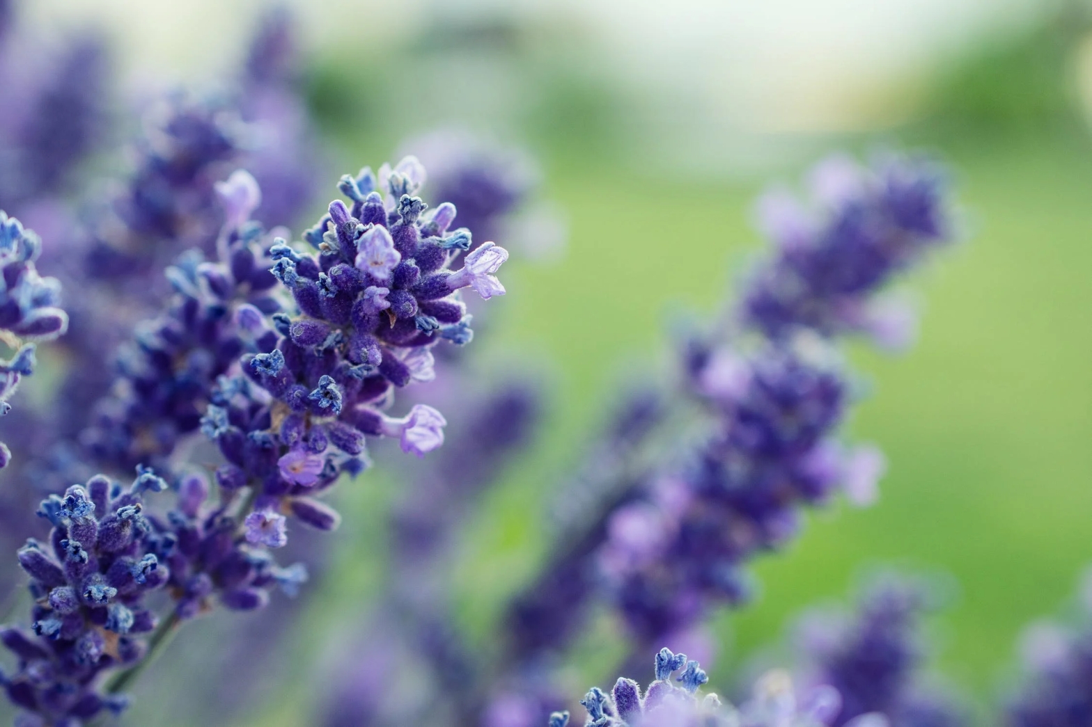 Ancient Word of the Day: Lavender