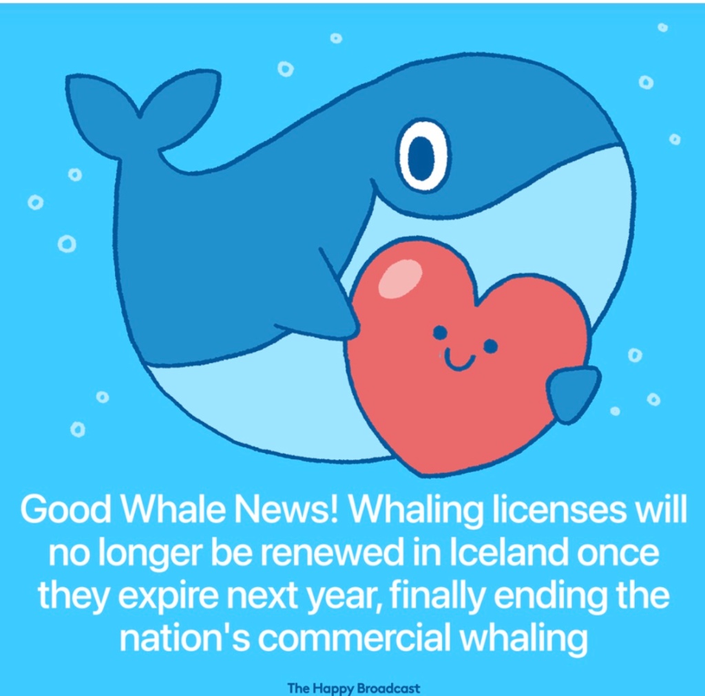 Great news: whaling is finally banned in Iceland!