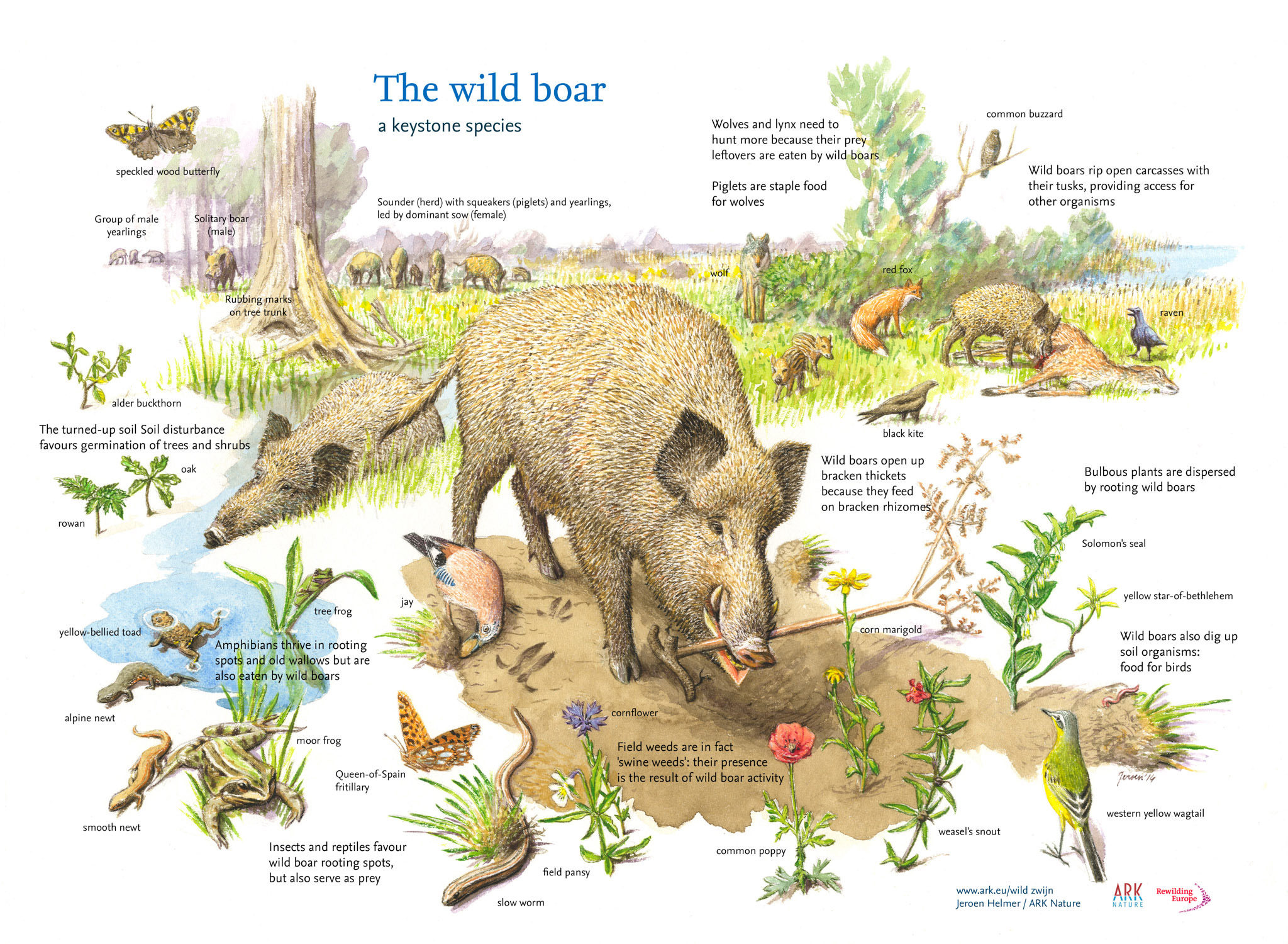 A vision of hope: Rewilding with keystone species and how animals are able to save ecosystems by Jeroen Helmer - The Wild Boar 