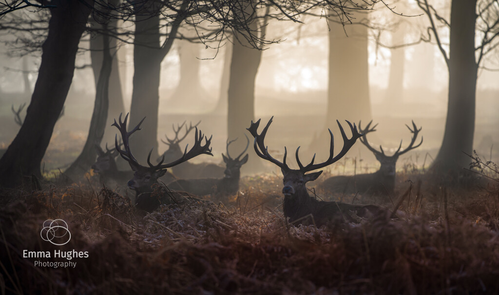 A mob of red deer stags in Richmond Park by photographer Emma Hughes on Mastodon